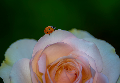 pink rose macro with ladybug or ladybird photography