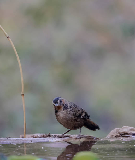 istock Rufous-chinned laughingthrush bird 1313062067