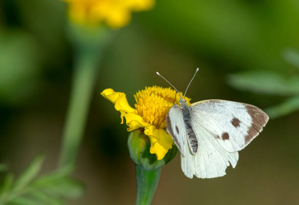 istock nature and wildlife pictures 1313062069