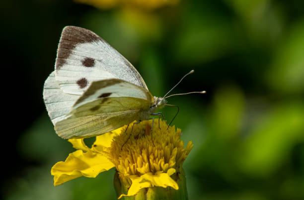 istock nature and wildlife pictures 1313062092