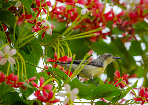 istock nature and wildlife pictures 1313062166