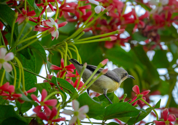 istock nature and wildlife pictures 1313062182