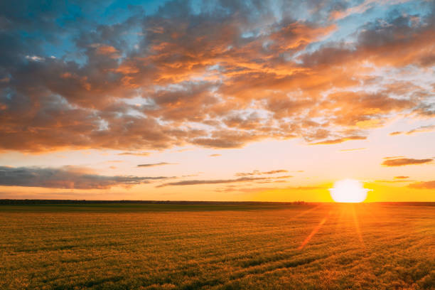 luchtfoto. zonneschijn bij zonsopgang heldere dramatische hemel boven landbouwlandschap met bloeiend oliezaadgebied. lente seizoen. bloesem canola gele bloemen. mooi landelijk land - zonsopgang stockfoto's en -beelden