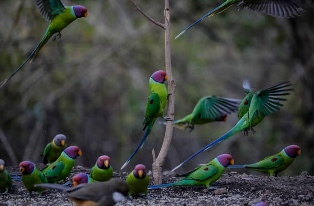 istock Plum-headed Parakeet in green forest 1313063008