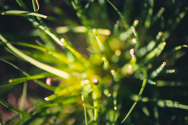 A bunch of fresh green onions on a cutting board on the table. Spring vitamin harvest. Vertical view. Copy space