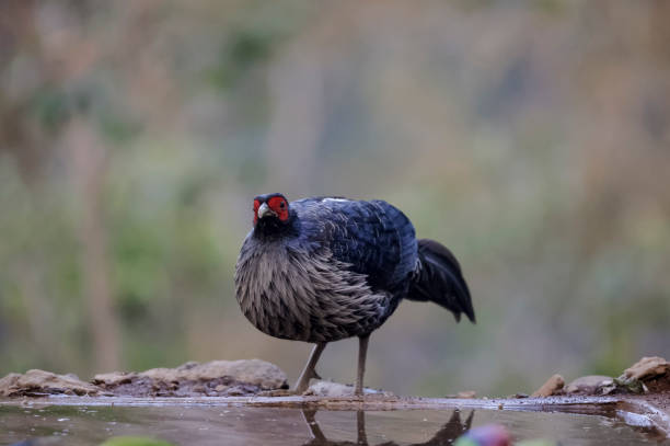 istock Khaleej Pheasant bird in sattal 1313063707