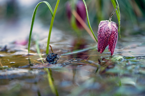 Side view of Frozen blooming Tulip, Snake's Head Fritillary (Fritillaria meleagris) plant which grows only in swamp country, which is covered with ice and blurred in background. Blooms at the end of April, Barje near Ljubljana, Slovenia.