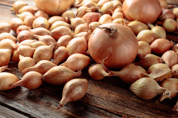 istock Onion on a old wooden table. 1313064956