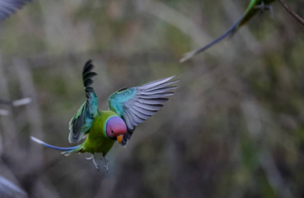 istock Plum-headed Parakeet in green forest 1313065665
