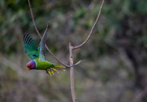 istock Plum-headed Parakeet in green forest 1313065714