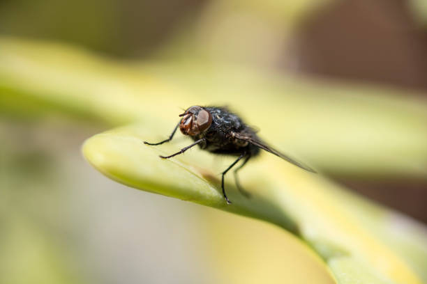 istock Common house fly in habitable environments located in an open  open. 1313065865
