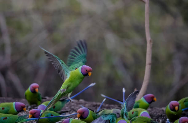 istock Plum-headed Parakeet in green forest 1313065938