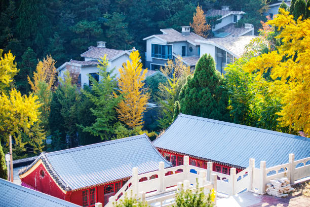 istock Ancient Chinese architecture and ginkgo trees in autumn 1313066079