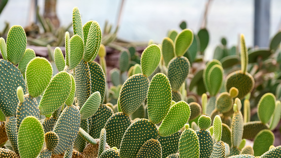 Opuntia humifusa, prickly pear cactus on leaf