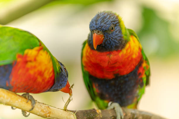 istock Swainson's Lorikeet at the Sables Zoo in Sables d'Olonne. 1313066767