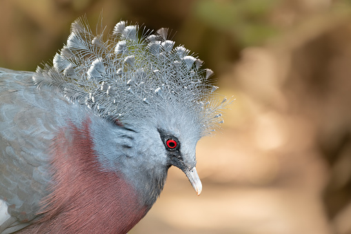 Victoria Crowned Pigeon in captivity at the Sables Zoo in Sables d'Olonne in France.