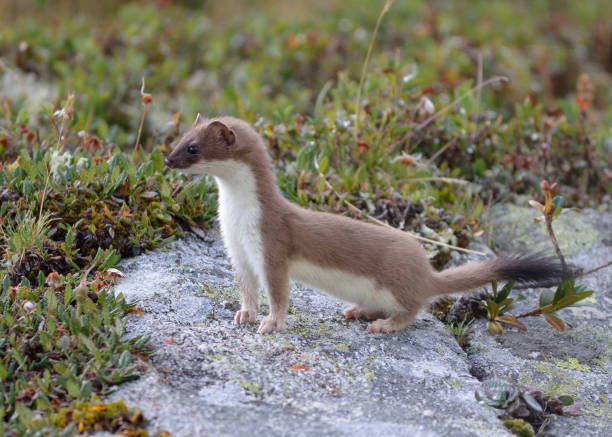 Ermine vanoise national park a splendid Ermine on a rock in the heart of the massif of na vanoise in the french alps stoat mustela erminea stock pictures, royalty-free photos & images