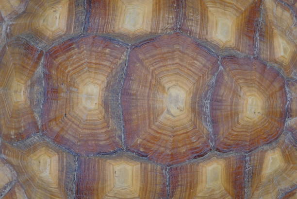 istock The intricate patterns on the tortoiseshell 1313068633