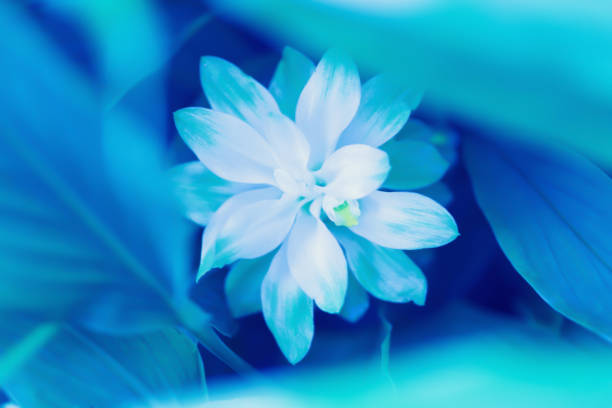 istock spring  flower fresh nature relax photo background ,blue color filter effect 1313069520
