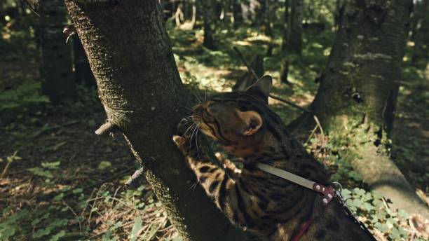 One cat in a city park. Bengal wildcat walk on the forest in collar. Asian Jungle Cat or Swamp or Reed. Domesticated leopard cat. One cat in a city park. Bengal wildcat walk on the forest in collar. Asian Jungle Cat or Swamp or Reed. Domesticated leopard cat hiding, hunting and playing in grass. Domestic cat in outdoor nature. prowling stock pictures, royalty-free photos & images