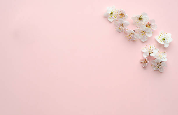 istock Apricot tree blossom flowers on soft pink background. Dreamy romantic image, copy space. 1313070639