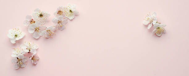 istock Banner with apricot tree blossom flowers on soft pink background. Dreamy romantic image, copy space. 1313070642