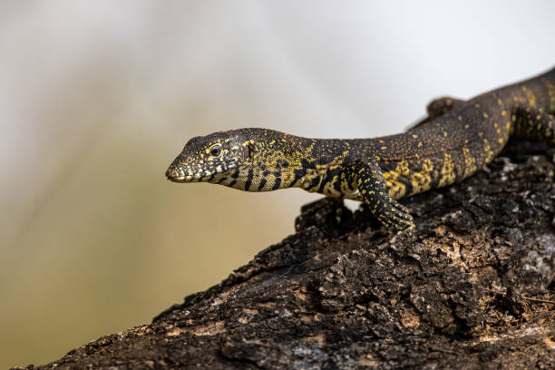 453 Small Monitor Lizards Stock Photos, Pictures & Royalty-Free Images -  iStock