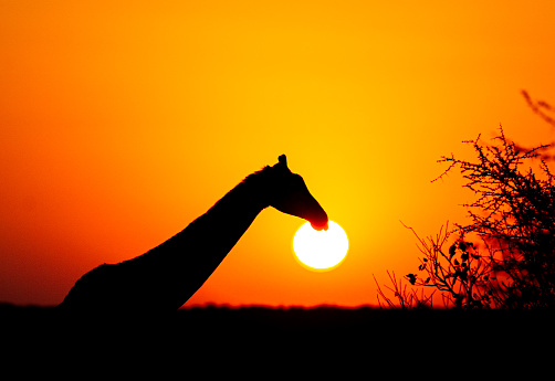 Giraffe walking across the savannah at sunset