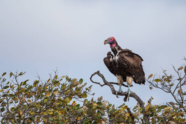 istock Lappet-faced Vulture ready to fly as it perches on a branch 1313072668