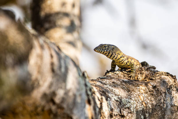 молодой водный монитор ходит по ветке - water monitor стоковые фото и изображения