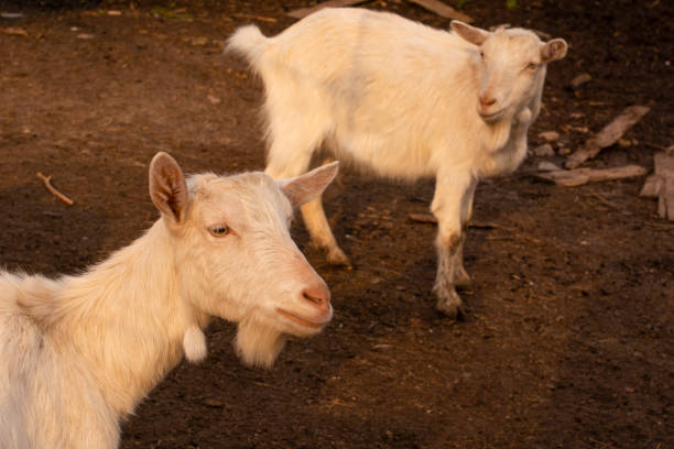 istock white goats at sunset in the countryside 1313072828