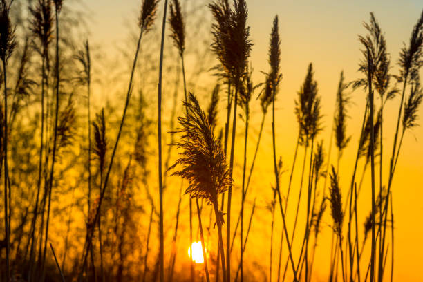 istock Trees and reed in bright orange yellow sunlight at sunrise in spring 1313074449