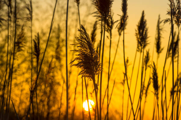 istock Trees and reed in bright orange yellow sunlight at sunrise in spring 1313074482