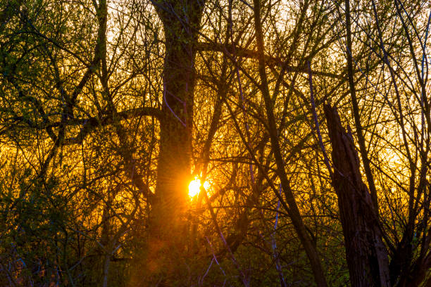 Trees and reed in bright orange yellow sunlight at sunrise in spring, Almere, Flevoland, The Netherlands, April 17, 2021