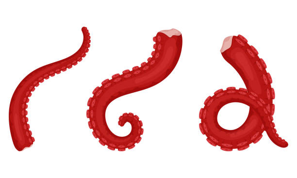 https://media.istockphoto.com/id/1313074789/vector/raw-fresh-octopus-tentacles-with-suckers-exotic-sea-food-a-marine-animal-flat-style-color.jpg?s=612x612&w=0&k=20&c=G5N_RzRjEXi5ZdCFLJIykHtT8cLXK7YfnMMvHuTDTWU=