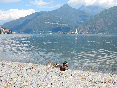 mallards on Lake Como