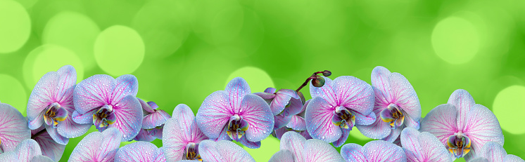 Beautiful Orchid flowers close-up. Green defocused background with beautiful bokeh, space for copy.