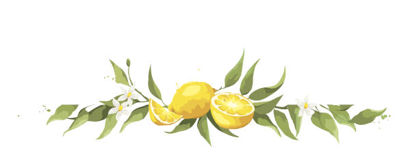 Cartão de verão com ramo de limão. - ilustração de arte em vetor