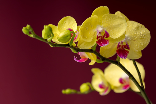 Close-up of beautiful yellow Orchid flowers with water drops. Maroon background. Space for copy.