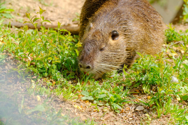 istock close up of nutria 1313077226
