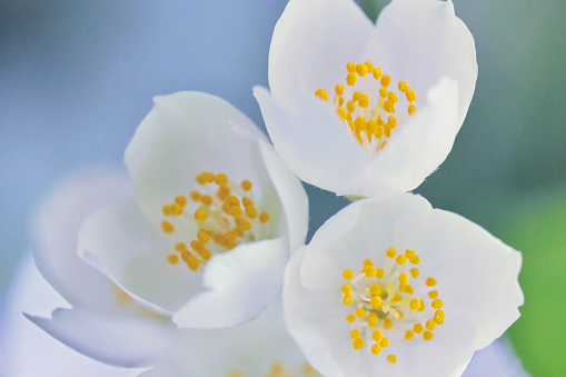 Beautiful Jasmine blossom close-up. Shallow depth of field.