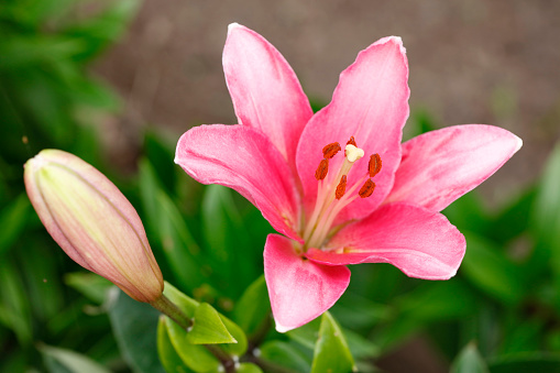 Close-up of a beautiful pink lily in the garden. Shallow depth of field.