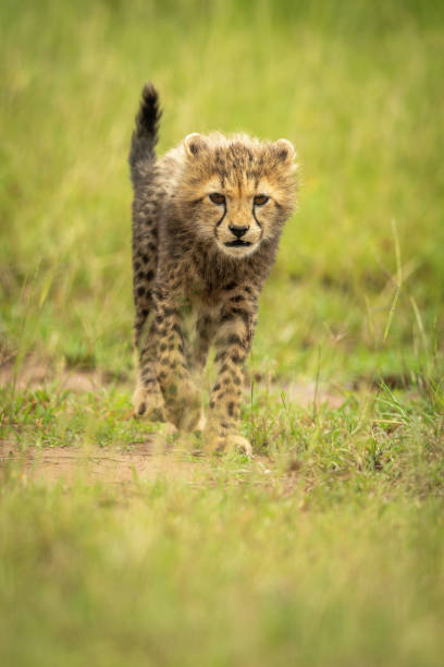 istock Cheetah cub crosses short grass lifting paw 1313078317