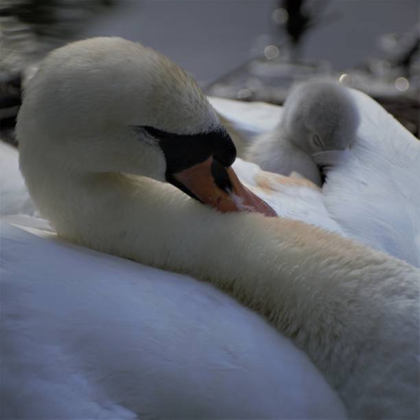 istock Mother and baby mute swans sleep 1313080968