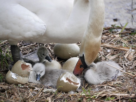 A swan on a nest with a cygnet nestled in her feathers