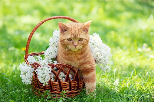 Beautiful spring portrait of a red kitten in a basket with white lilac flowers in the garden