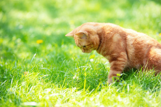 istock Red cat walking on the grass in the summer garden 1313083256