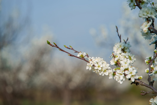 White plum flowers close-up on a background of blue sky.