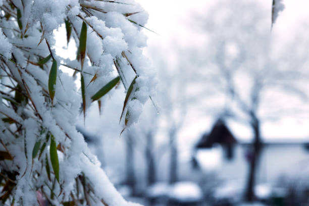 Full frame outdoor morning image of snow covered bamboo leaves in front of a city background while snowing in Germany