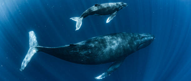 Humpback Whale Humpback Whale baleen whale stock pictures, royalty-free photos & images